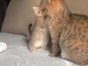 Catto Looks Like It's Already Done Being A Parent