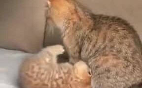 Catto Looks Like It's Already Done Being A Parent - Animals - VIDEOTIME.COM
