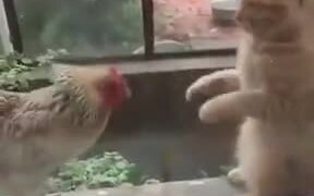 It's A Death Match Between Catto And The Hen - Animals - VIDEOTIME.COM