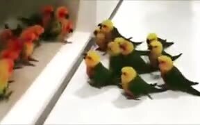 A Gang War, But Among Birdies! - Animals - VIDEOTIME.COM