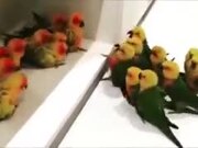 A Gang War, But Among Birdies!