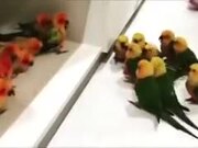 A Gang War, But Among Birdies!