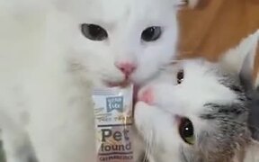 Warning: Don't Feed Two Cats Together