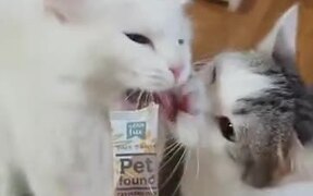 Warning: Don't Feed Two Cats Together - Animals - VIDEOTIME.COM