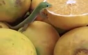 Small Lizard Licking An Orange, Yeah, Seen It All - Animals - VIDEOTIME.COM