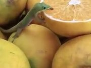 Small Lizard Licking An Orange, Yeah, Seen It All