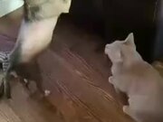 Catto Doing A Sneak Attack On Doggo!