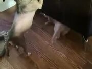 Catto Doing A Sneak Attack On Doggo!