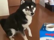 Doggo Happy About Drinking Milk Tap Dances