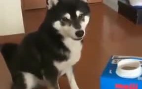 Doggo Happy About Drinking Milk Tap Dances - Animals - VIDEOTIME.COM