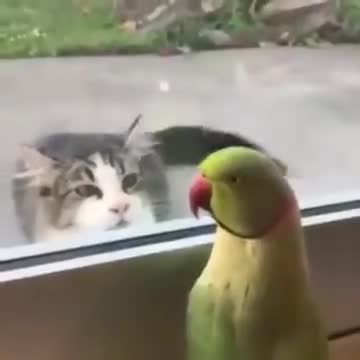 Birdie Plays Peekaboo With Catto