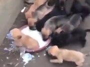 It's Food Fight For The Little Puppers!