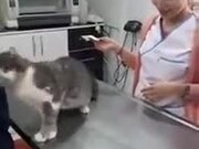 Cat Just Wants To Be Petted
