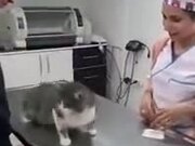 Cat Just Wants To Be Petted