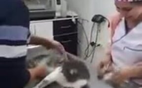 Cat Just Wants To Be Petted - Animals - VIDEOTIME.COM