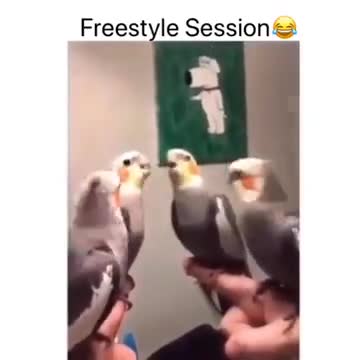 Freestyle Session