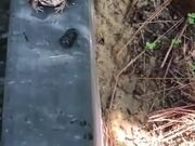 Frog Vs Defensive Beetle