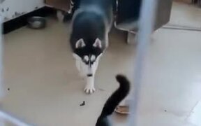 This Catto Is Not One To Be Messed With - Animals - VIDEOTIME.COM