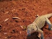 Pet Iguana Absolutely Loves Raspberry!