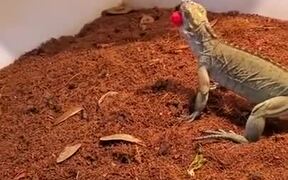 Pet Iguana Absolutely Loves Raspberry! - Animals - VIDEOTIME.COM