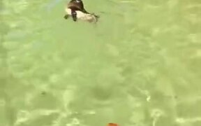 Penguin's Really Enjoying It's Swim! - Animals - VIDEOTIME.COM
