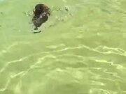 Penguin's Really Enjoying It's Swim!