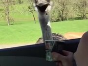 Kid's Really Amused At Feeding An Ostrich!
