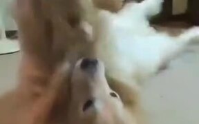 Doggo Absolutely Loves It's Plushie! - Animals - VIDEOTIME.COM