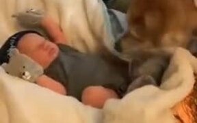 Doggo Helps With Tucking The Baby Into Bed! - Animals - VIDEOTIME.COM