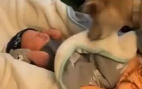 Doggo Helps With Tucking The Baby Into Bed!