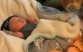 Doggo Helps With Tucking The Baby Into Bed! - Animals - VIDEOTIME.COM