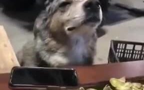 Doggo Is Really Loving The Music!
