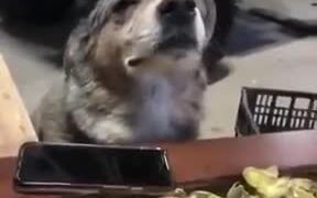 Doggo Is Really Loving The Music! - Animals - VIDEOTIME.COM