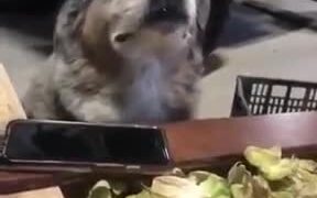 Doggo Is Really Loving The Music! - Animals - VIDEOTIME.COM