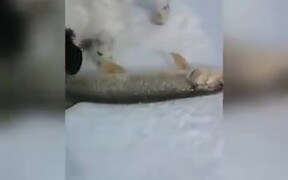Almost Dead Fish Springs Back To Life - Animals - VIDEOTIME.COM