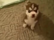 Little Pupper Knows How To Talk On Command!