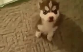 Little Pupper Knows How To Talk On Command! - Animals - VIDEOTIME.COM