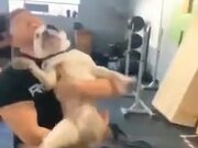 Cute Doggo Jumps Into Guy's Arms