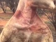 The Kangaroo Is More Ripped Than You'll Ever Be!