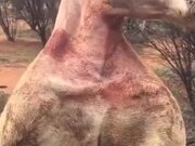 The Kangaroo Is More Ripped Than You'll Ever Be!