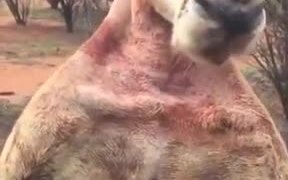 The Kangaroo Is More Ripped Than You'll Ever Be! - Animals - VIDEOTIME.COM