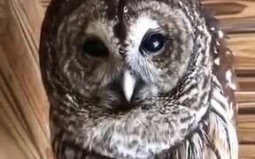 This Owl Calling Sounds Like It's Talking! - Animals - VIDEOTIME.COM