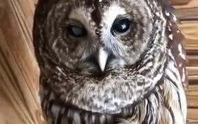 This Owl Calling Sounds Like It's Talking! - Animals - VIDEOTIME.COM