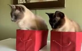 Are These Cats Getting Hypnotized? - Animals - VIDEOTIME.COM