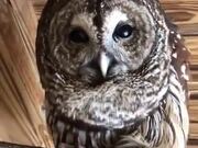 This Owl Calling Sounds Like It's Talking!