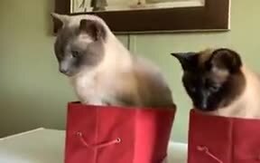 Are These Cats Getting Hypnotized? - Animals - VIDEOTIME.COM