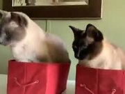 Are These Cats Getting Hypnotized?