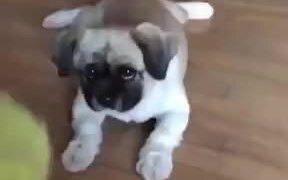 Cute Pupper Very Happy To Play With Ball - Animals - VIDEOTIME.COM