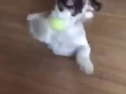 Cute Pupper Very Happy To Play With Ball