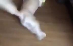 Cute Pupper Very Happy To Play With Ball - Animals - VIDEOTIME.COM